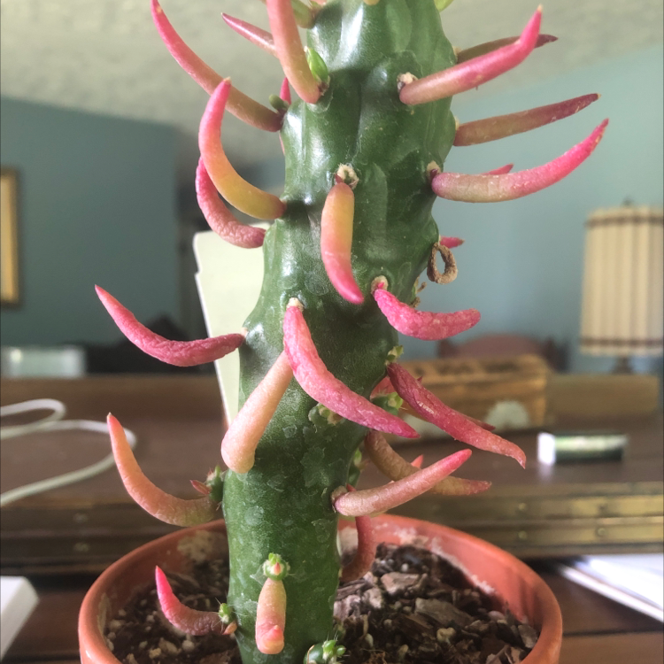 Eve's Needle Cactus in a pot with visible soil, showing vibrant green coloration with red and yellow tinges on its spines.