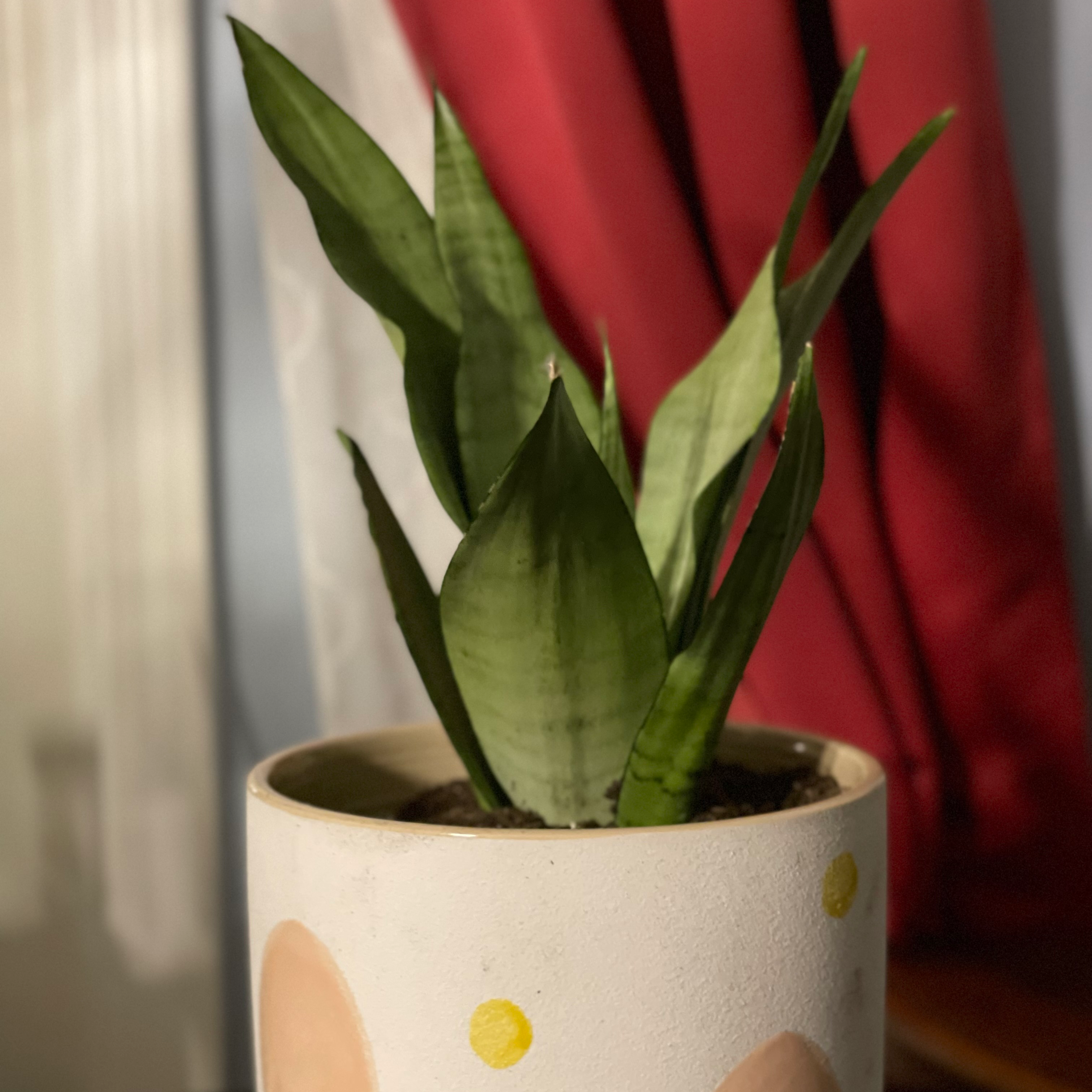 Silver Snake Plant in a decorative pot with a red curtain in the background.