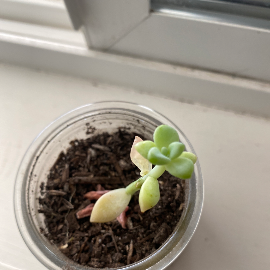 Sedum clavatum plant in a clear container with visible soil, showing some yellowing leaves.