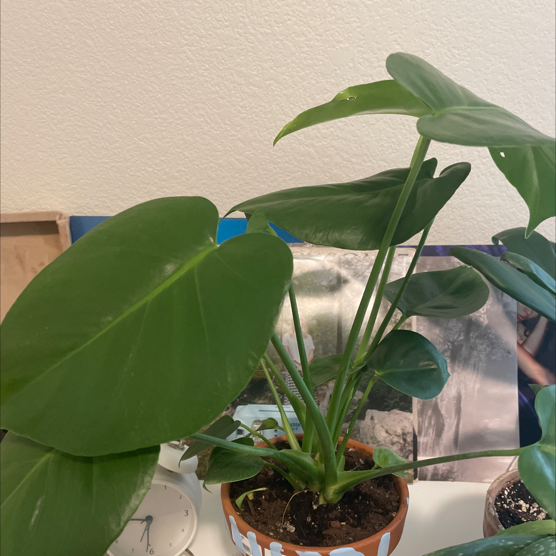 Monstera plant photo by Jazzmyn :) named wanda! on Greg, the plant care app.