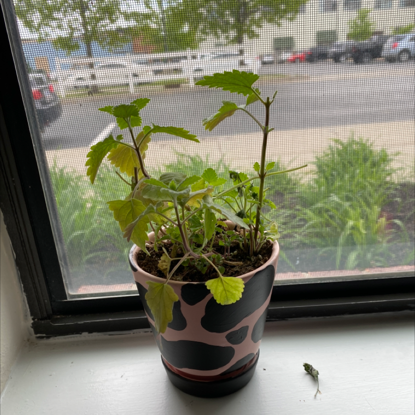 Potted Catnip plant on a windowsill with some yellowing leaves.