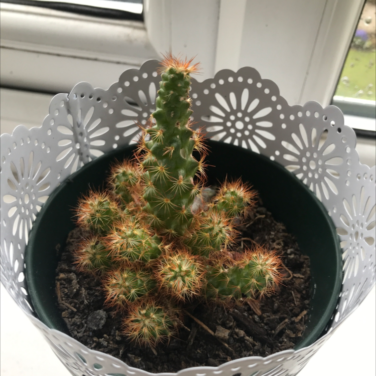 Kingcup Cactus in a decorative pot with visible soil, well-framed and in focus.