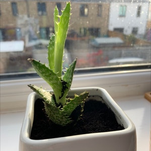 Tiger Tooth Aloe plant photo by @Emilyt_1 named Tree Diddy on Greg, the plant care app.