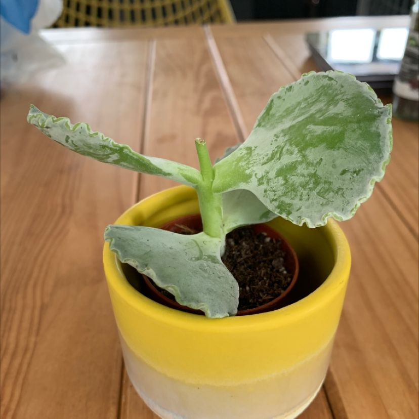 Lavender Scallops plant photo by @Emilyt_1 named Delilah on Greg, the plant care app.