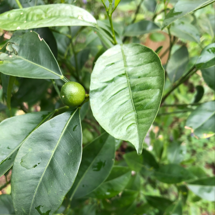 Oval kumquat plant with green leaves and a small green fruit.