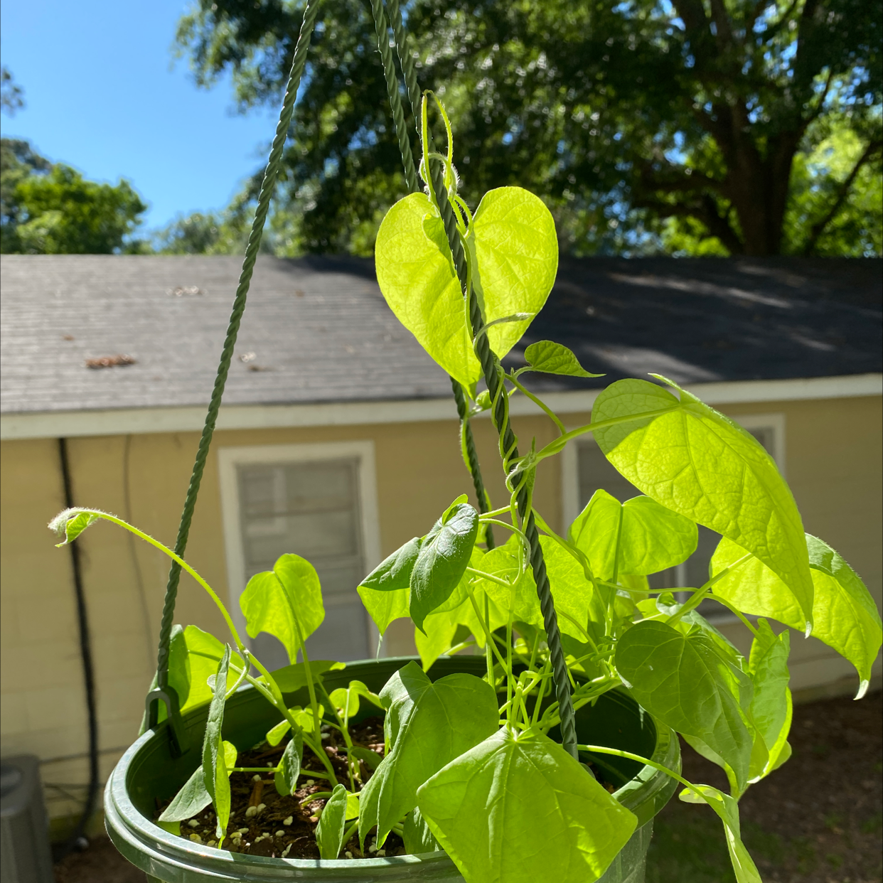 Best Potting Soil Mix for Common Morning Glory