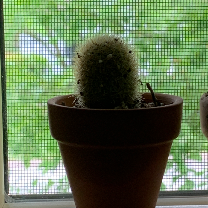 Photo of the plant species Pincushion Cactus by @Epitchford named Cactus on Greg, the plant care app