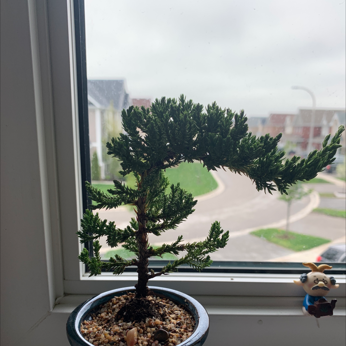 Japanese Garden Juniper in a pot on a windowsill with visible soil and green foliage.