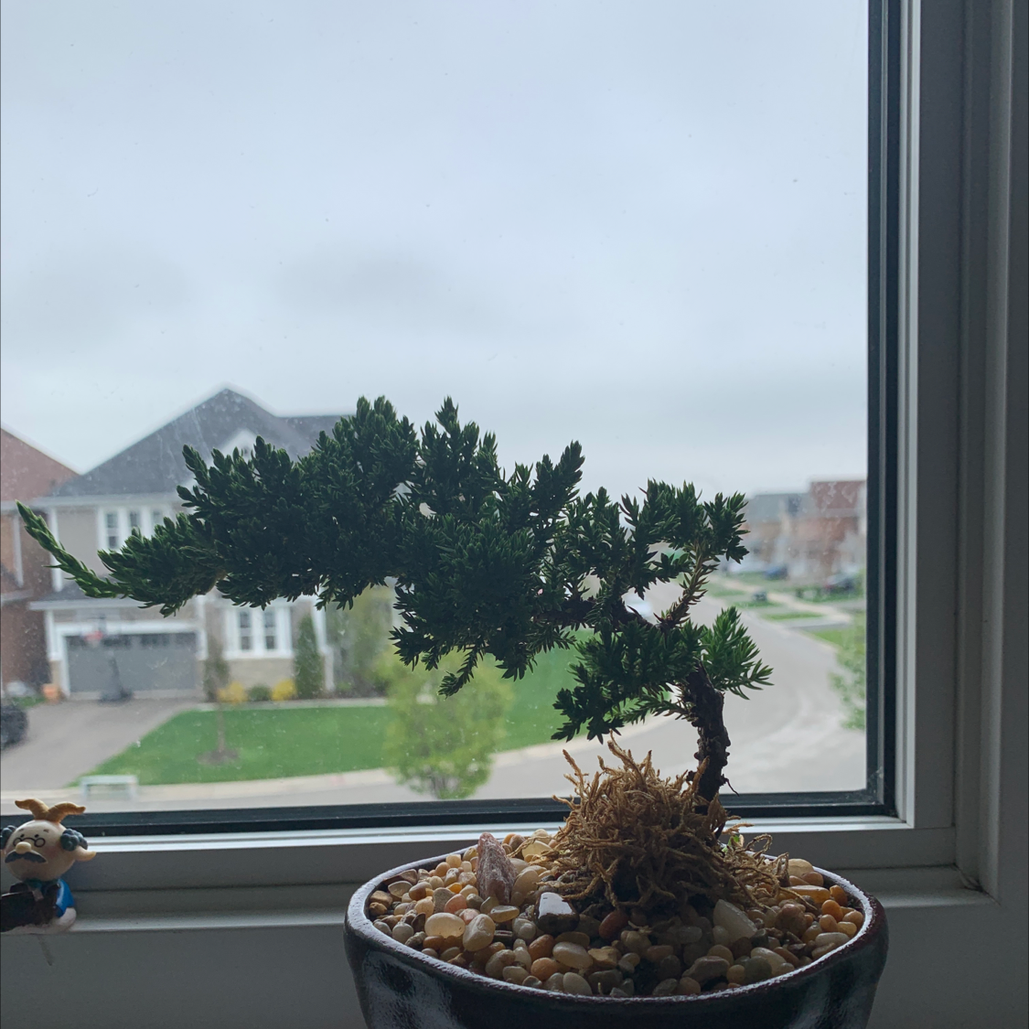 Japanese Garden Juniper in a pot on a windowsill with decorative pebbles.