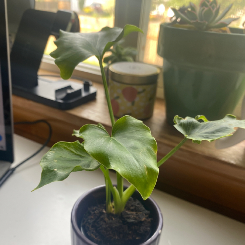 Philodendron 'Hope Selloum' plant in a small pot on a windowsill.