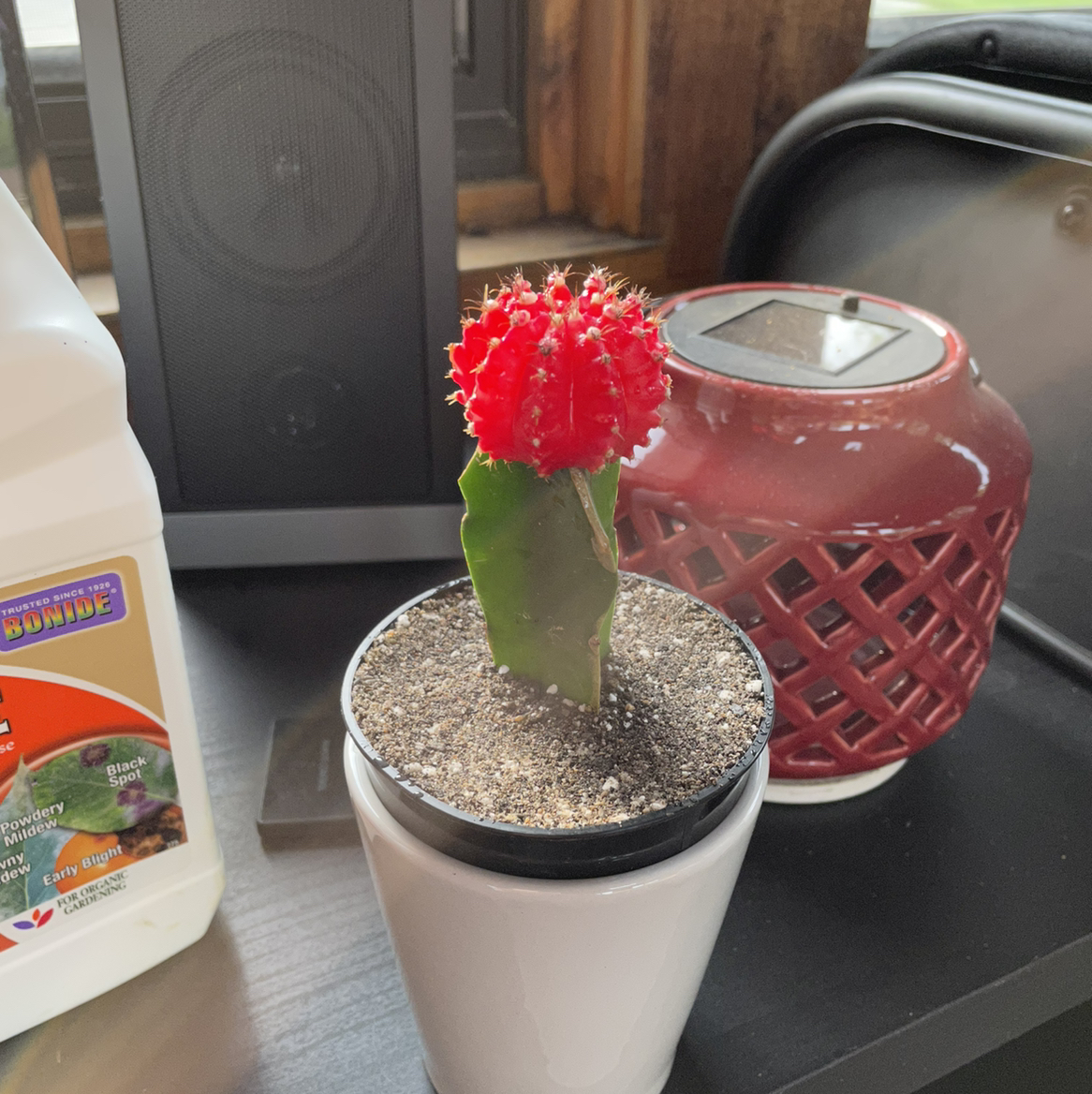 Moon Cactus plant photo by @Papi named Moon Sean on Greg, the plant care app.