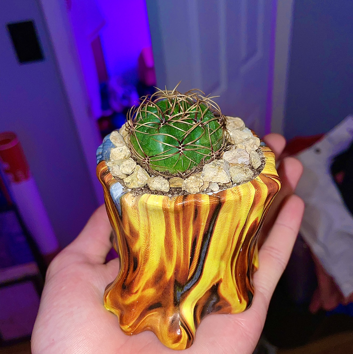 Photo of the plant species Submatucana aureiflora by @Papi named Your plant on Greg, the plant care app