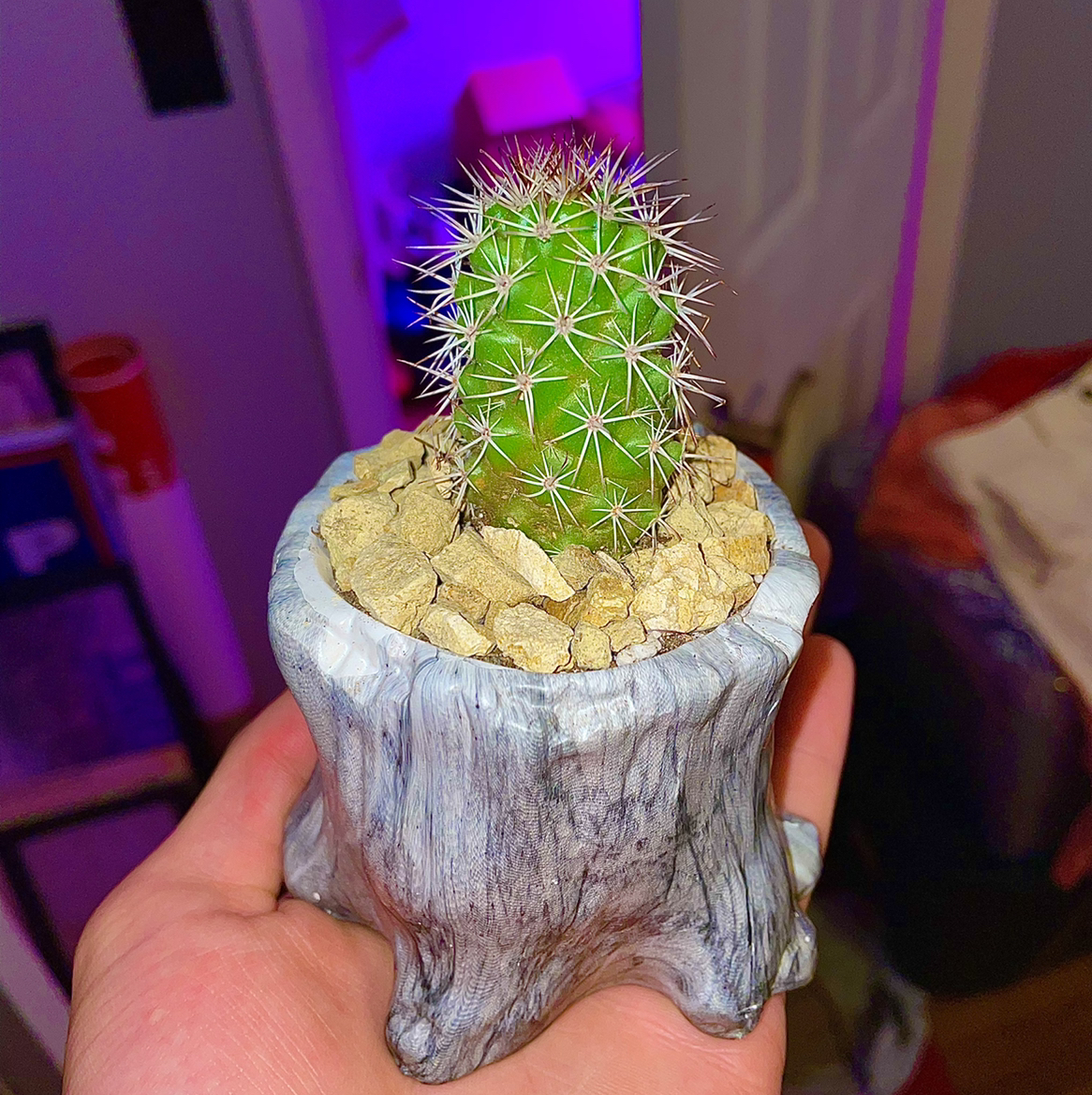 Photo of the plant species Mammillaria fraileana by @Papi named Mileena on Greg, the plant care app