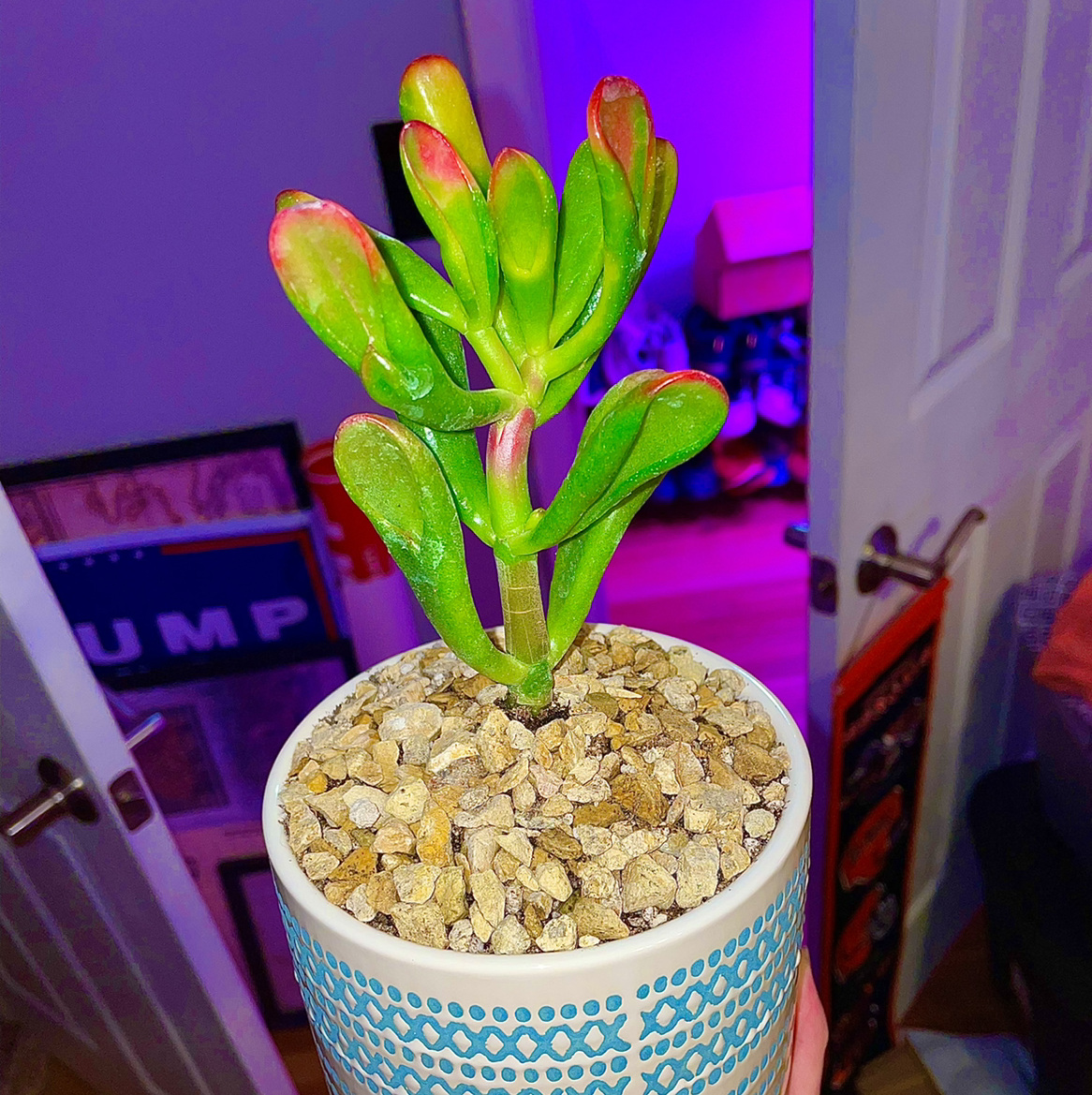 Photo of the plant species Finger Jade by @Papi named Shrek on Greg, the plant care app