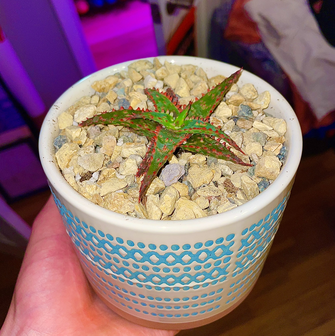 Photo of the plant species Aloe 'Christmas Sleigh' by @Papi named Nikolai on Greg, the plant care app