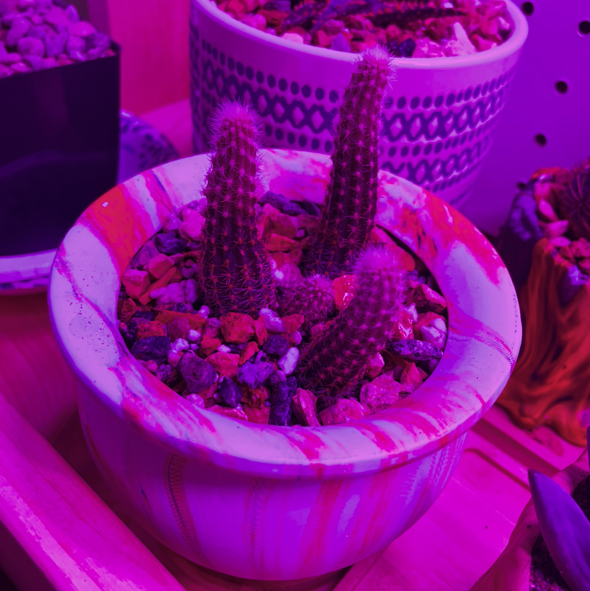 Peanut Cactus in a pot with rocky soil under purple lighting.