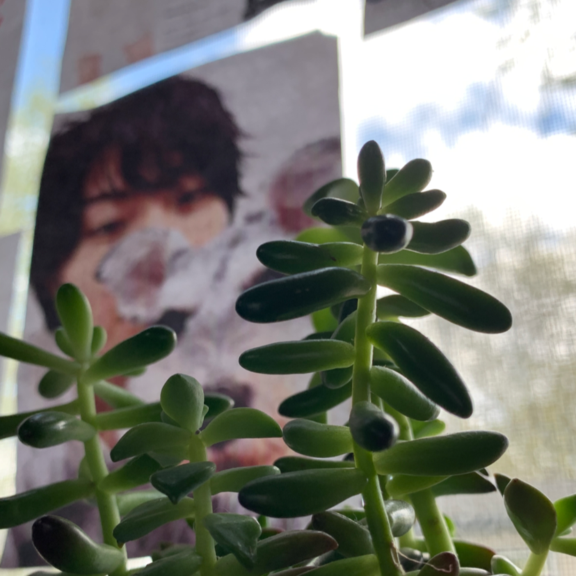 Photo of the plant species Jelly Bean Plant by @johnny named haruna sakura on Greg, the plant care app