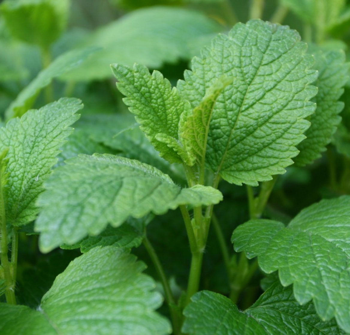 🍋 Why Are There Brown Spots on My Lemon Balm Leaves?