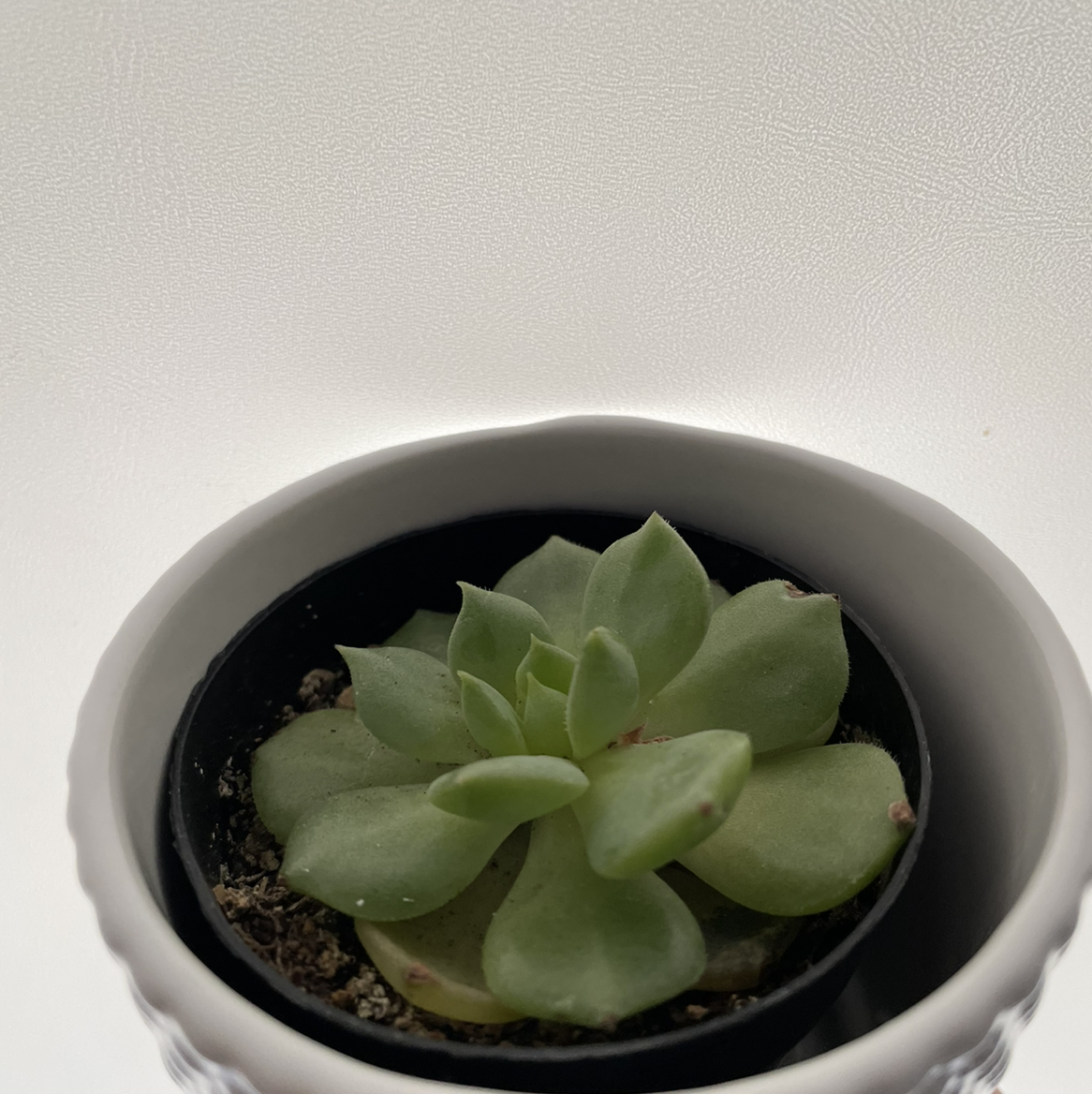 Photo of the plant species Echeveria 'Dondo' by @Jubalee.D named Remy on Greg, the plant care app