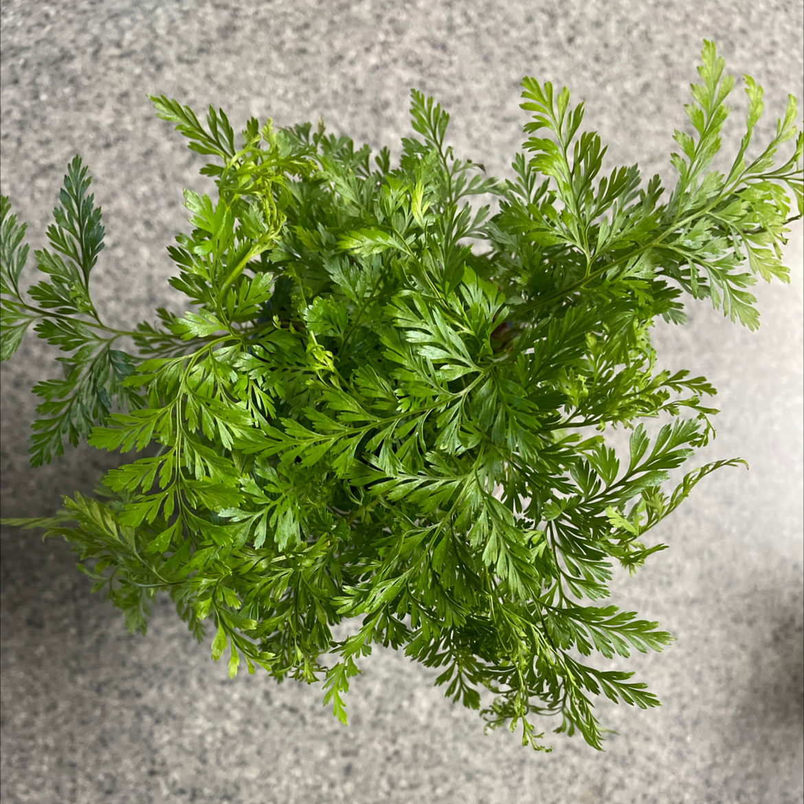 Healthy Black Rabbit's Foot Fern with vibrant green fronds.