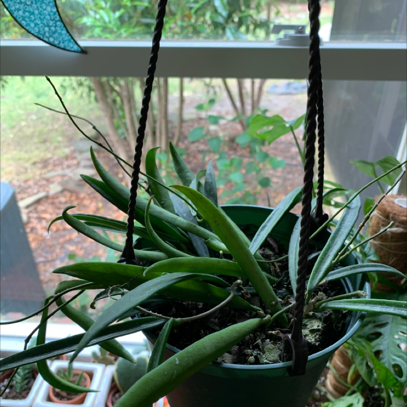 Hoya shepherdii plant in a hanging pot with long, slender leaves.