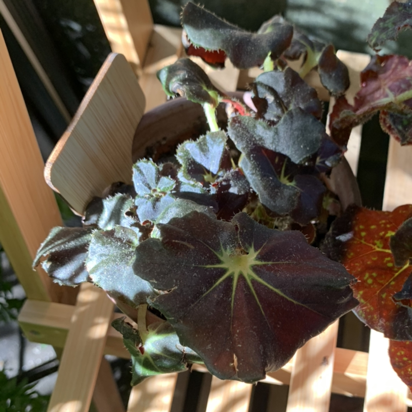 Strawberry Begonia plant with dark green leaves and star-like patterns, placed on a wooden shelf.