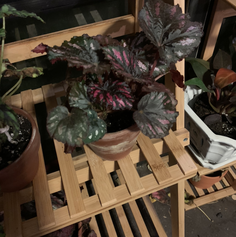 Rex Begonia plant photo by @mocena named Reddie on Greg, the plant care app.