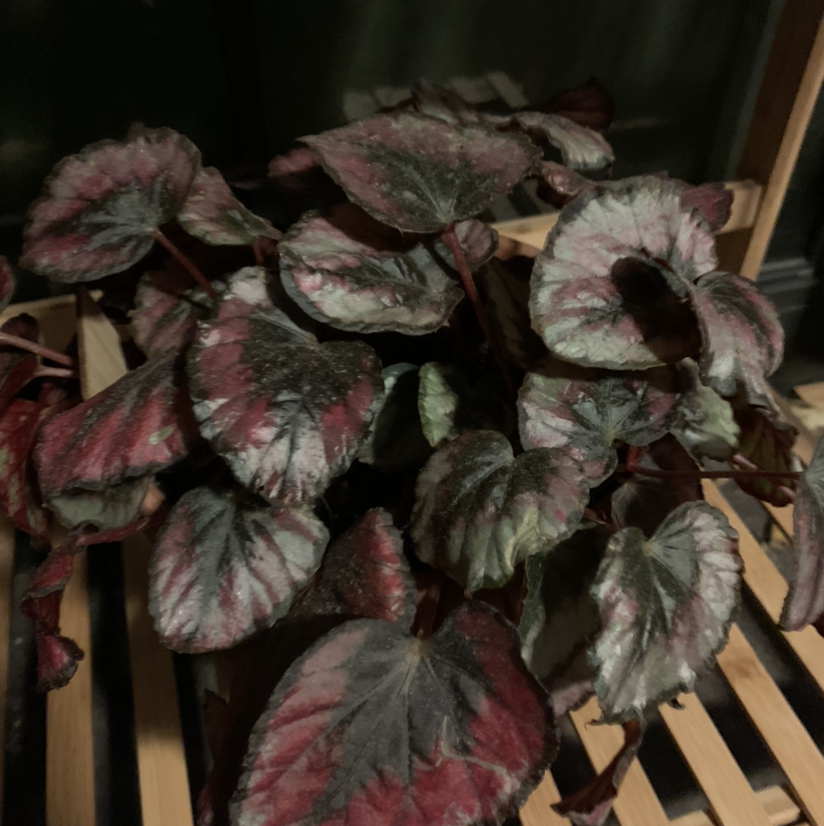 Photo of the plant species Painted-leaf Begonia by @mocena named Ruby Red Rex on Greg, the plant care app