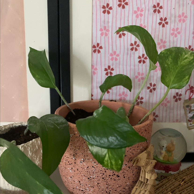 Taro Vine plant photo by Cici named Aristotle on Greg, the plant care app.