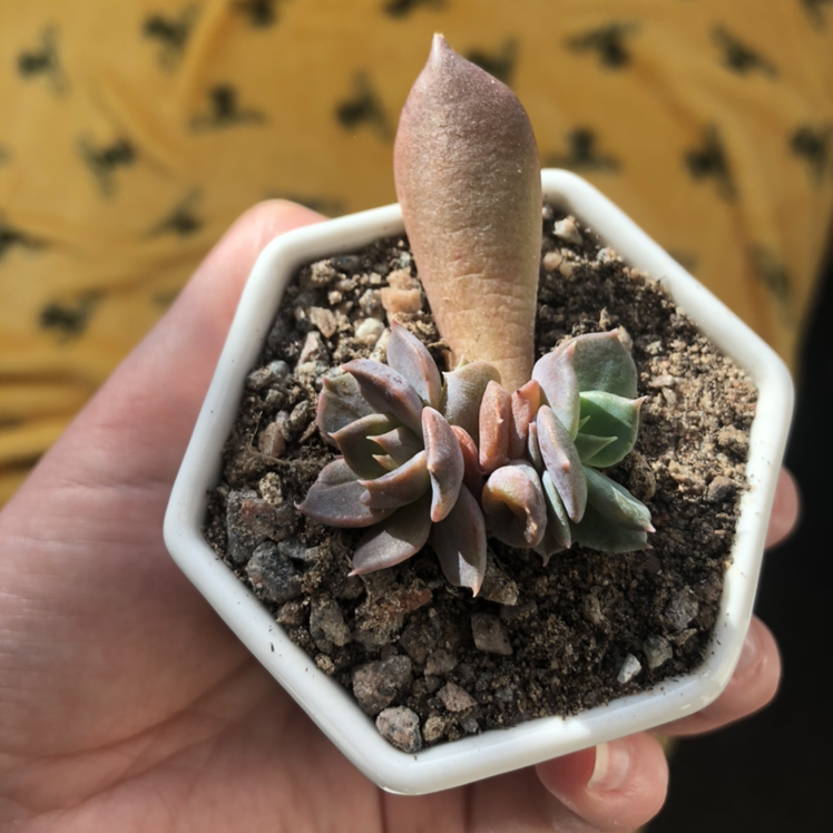 Black Prince succulent in a white hexagonal pot with visible soil and some leaf discoloration.