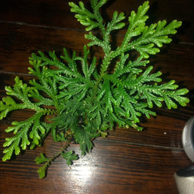 Photo of the plant species Thujopsis by Mallory named Your plant on Greg, the plant care app