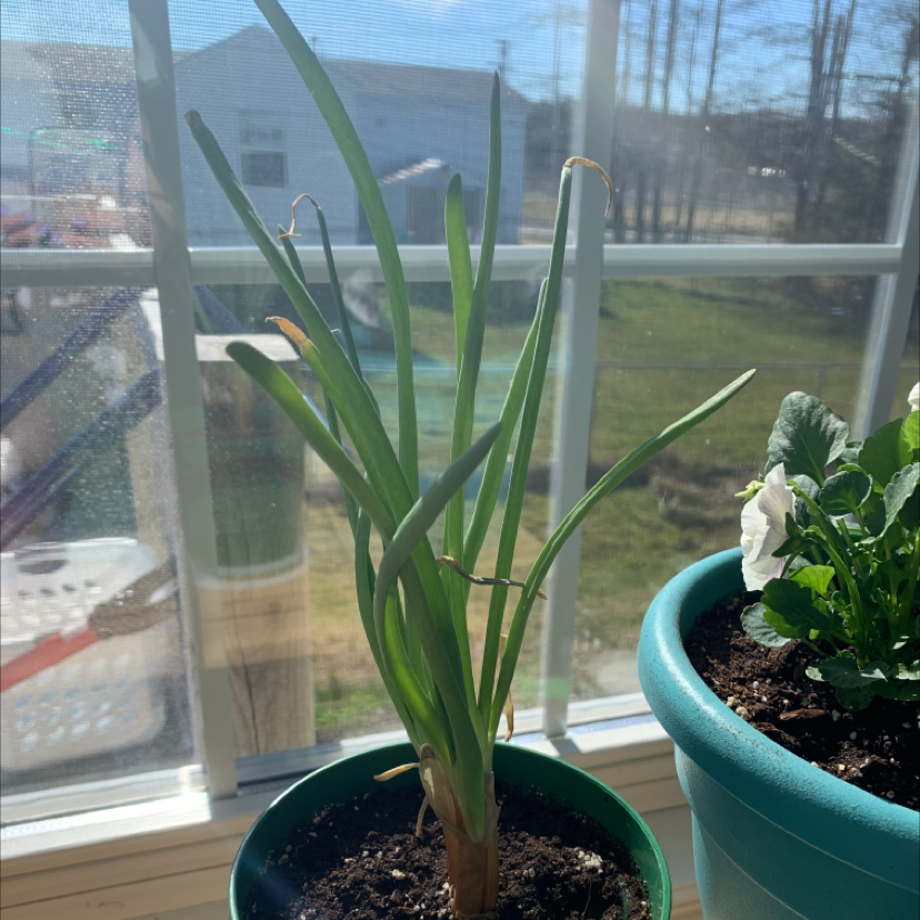 Potted Long Green Onion plant near a window with minor browning at leaf tips.