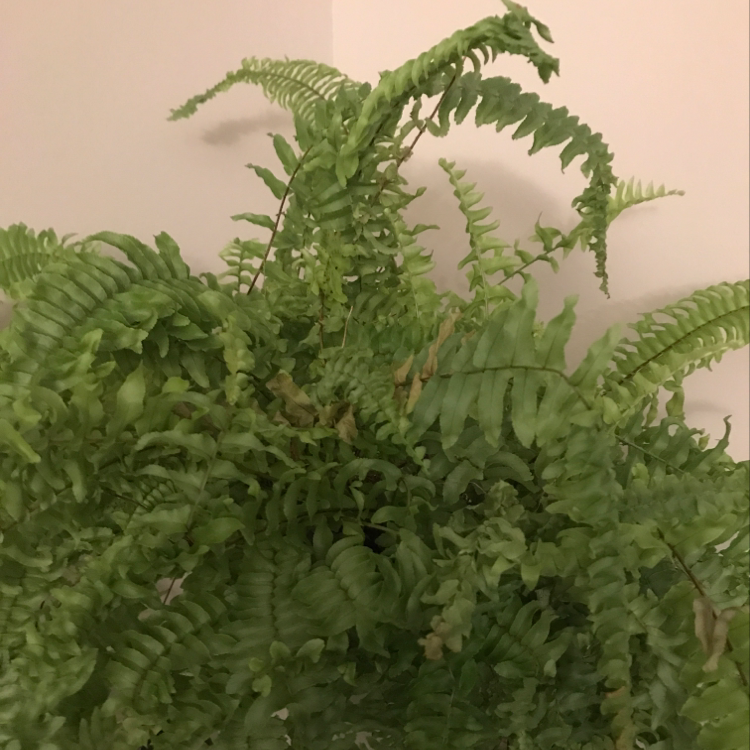 Healthy, lush Boston fern with vibrant green fronds, densely packed with a delicate, feathery appearance. No signs of discoloration or disease.