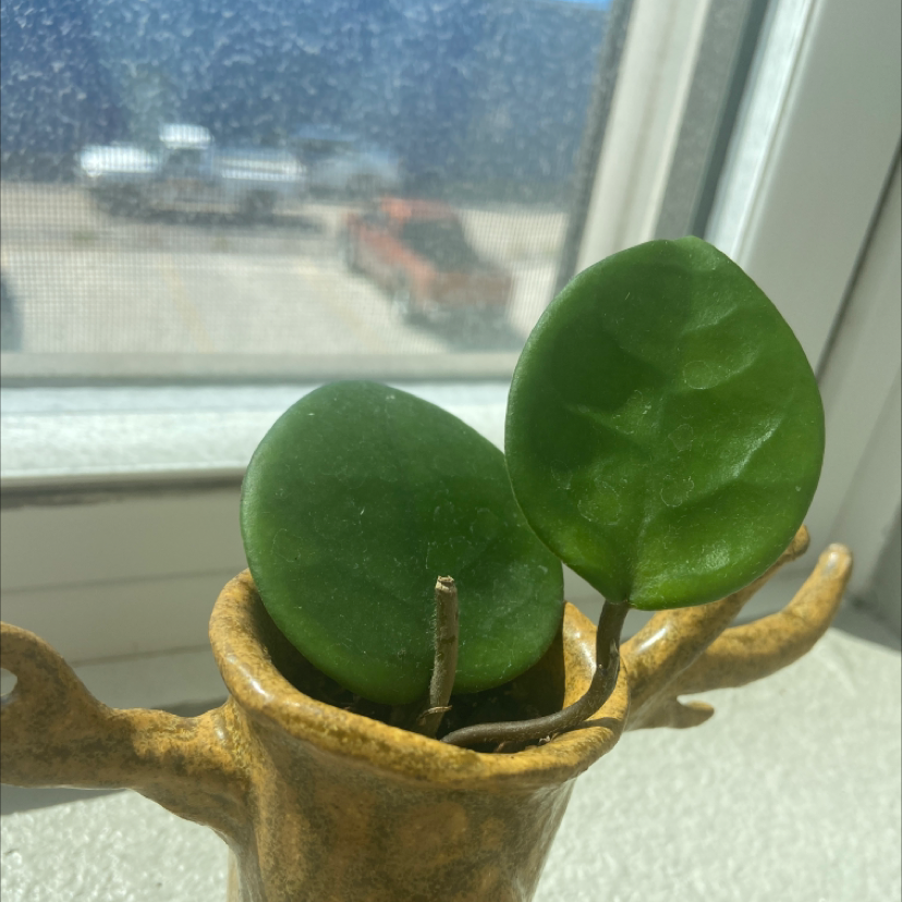 Chelsea Hoya plant with two green leaves in a decorative pot on a windowsill.