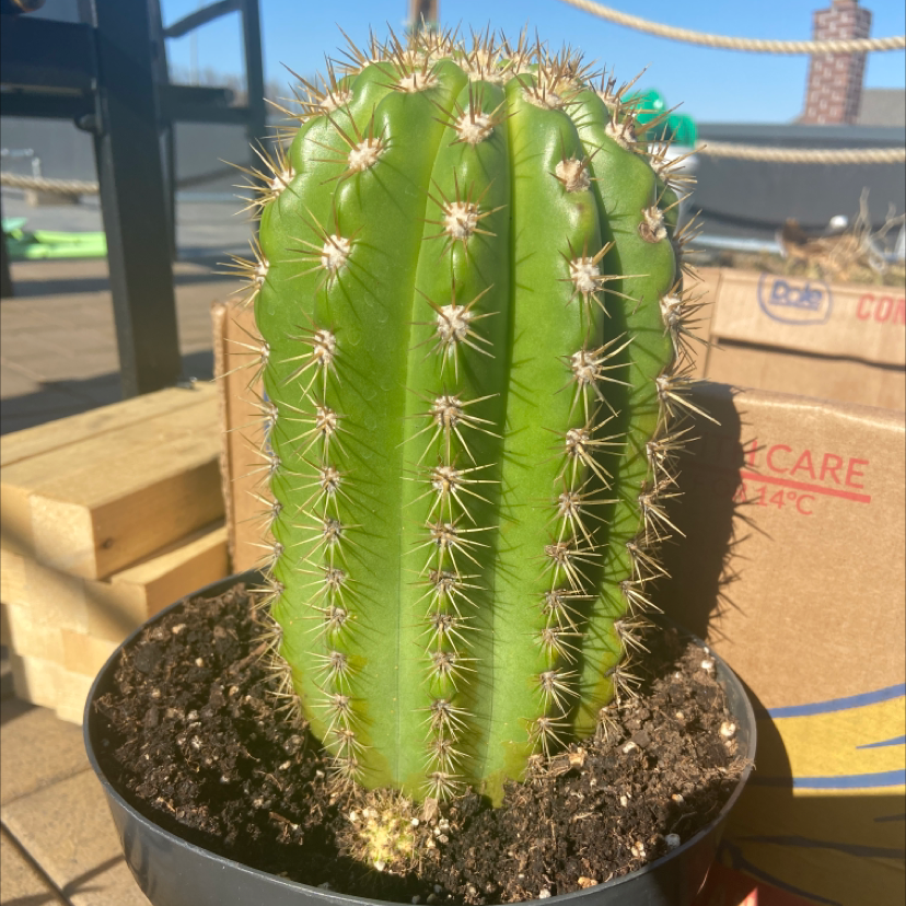 Sun Goddess Barrel Cactus in a pot with visible soil, well-framed and in focus.
