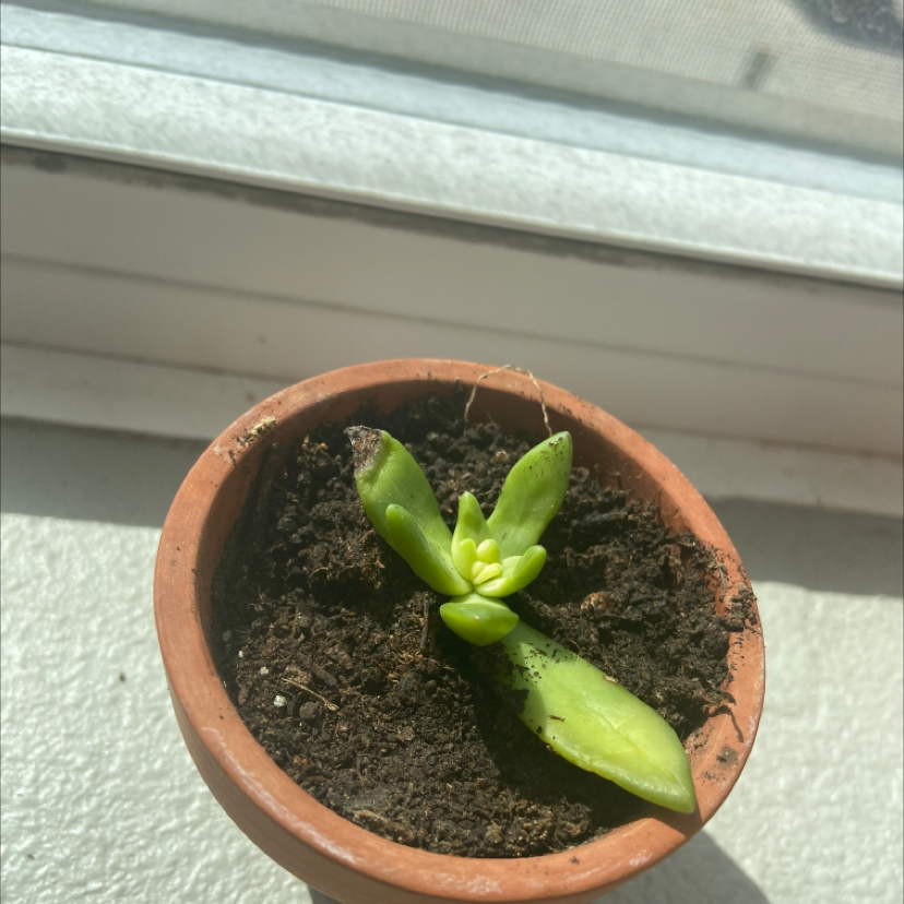 Young Pachyphytum 'Moon Silver' succulent in a terracotta pot on a windowsill.