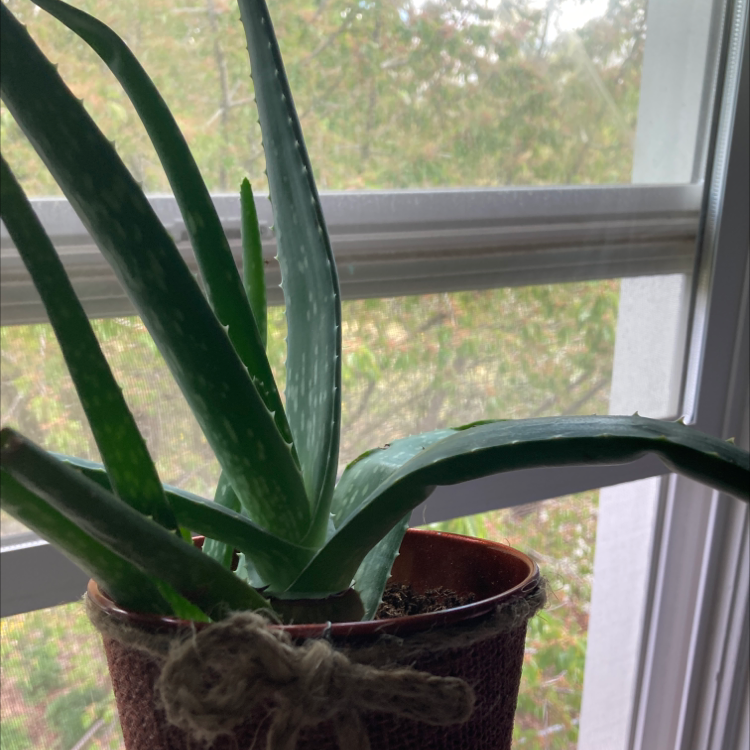 Aloe vera plant photo by @bellasplants named aloe￼ on Greg, the plant care app.