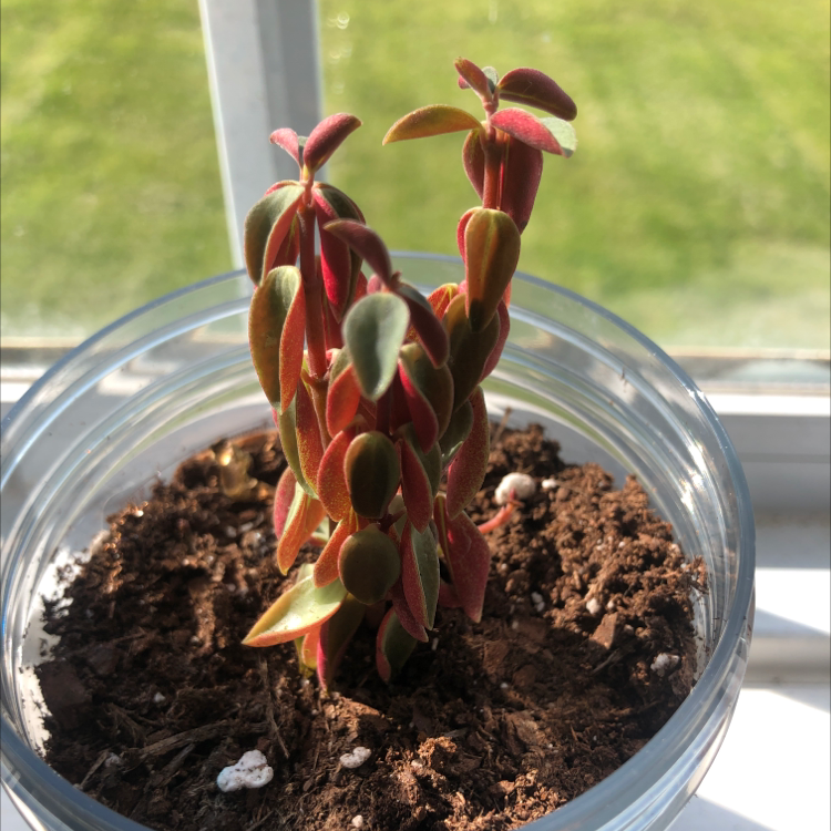 Photo of the plant species Peperomia Red Log by Carlie named Peppermint b on Greg, the plant care app