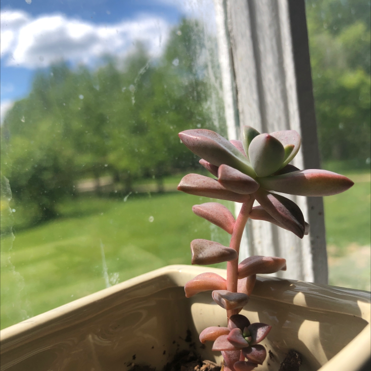 Sand Rose plant photo by Carlie named Bonnabelle on Greg, the plant care app.
