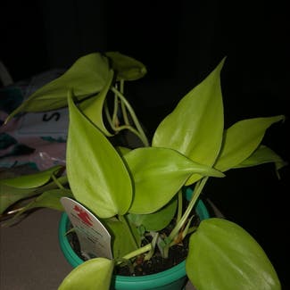 Heartleaf Philodendron plant in Louisville, Kentucky