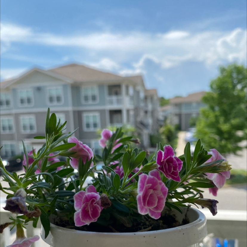 Potted Million Bells plant with pink flowers, green leaves, and a background of buildings and sky.
