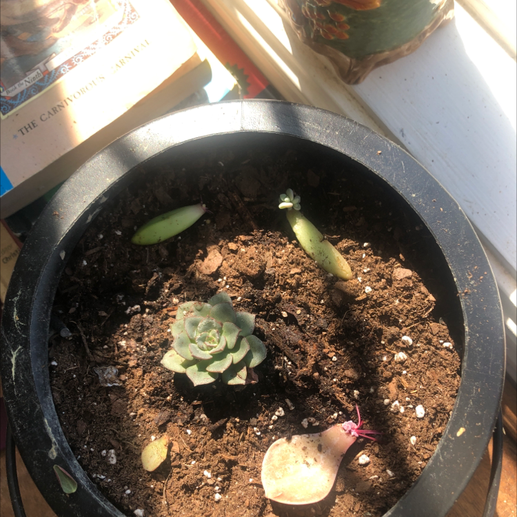 Echeveria Runyonii plant photo by Carlie named Patch on Greg, the plant care app.