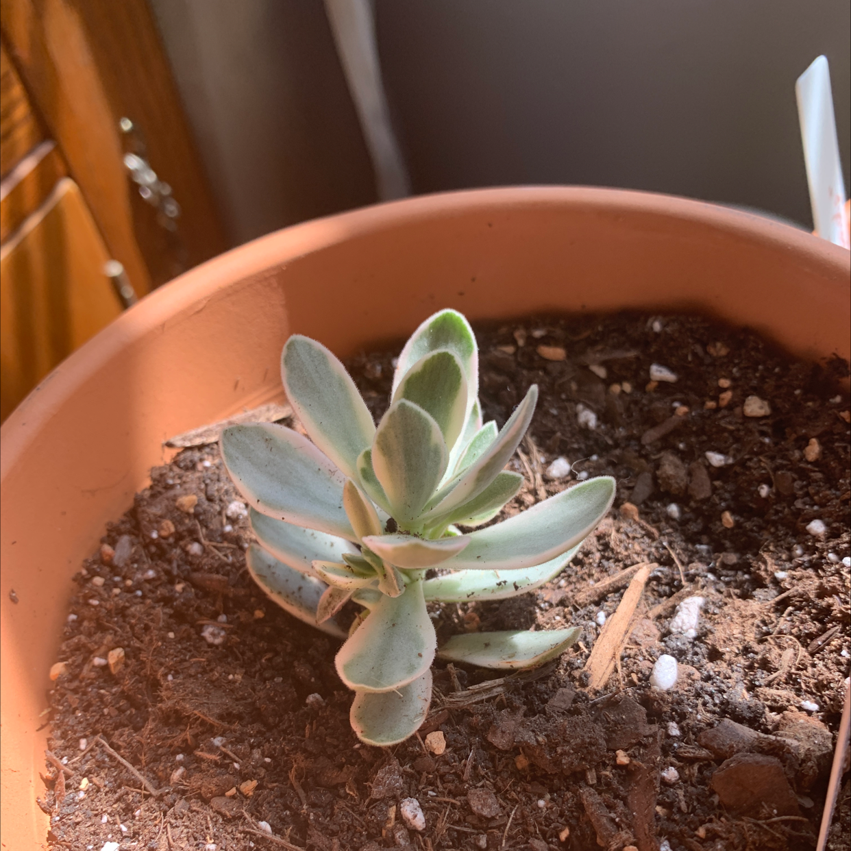 Small Felt Bush succulent in a terracotta pot with well-draining soil.