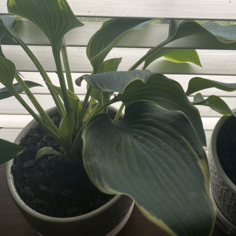 Photo of the plant species Siebold's Plantain Lily by Mayra named Pax on Greg, the plant care app