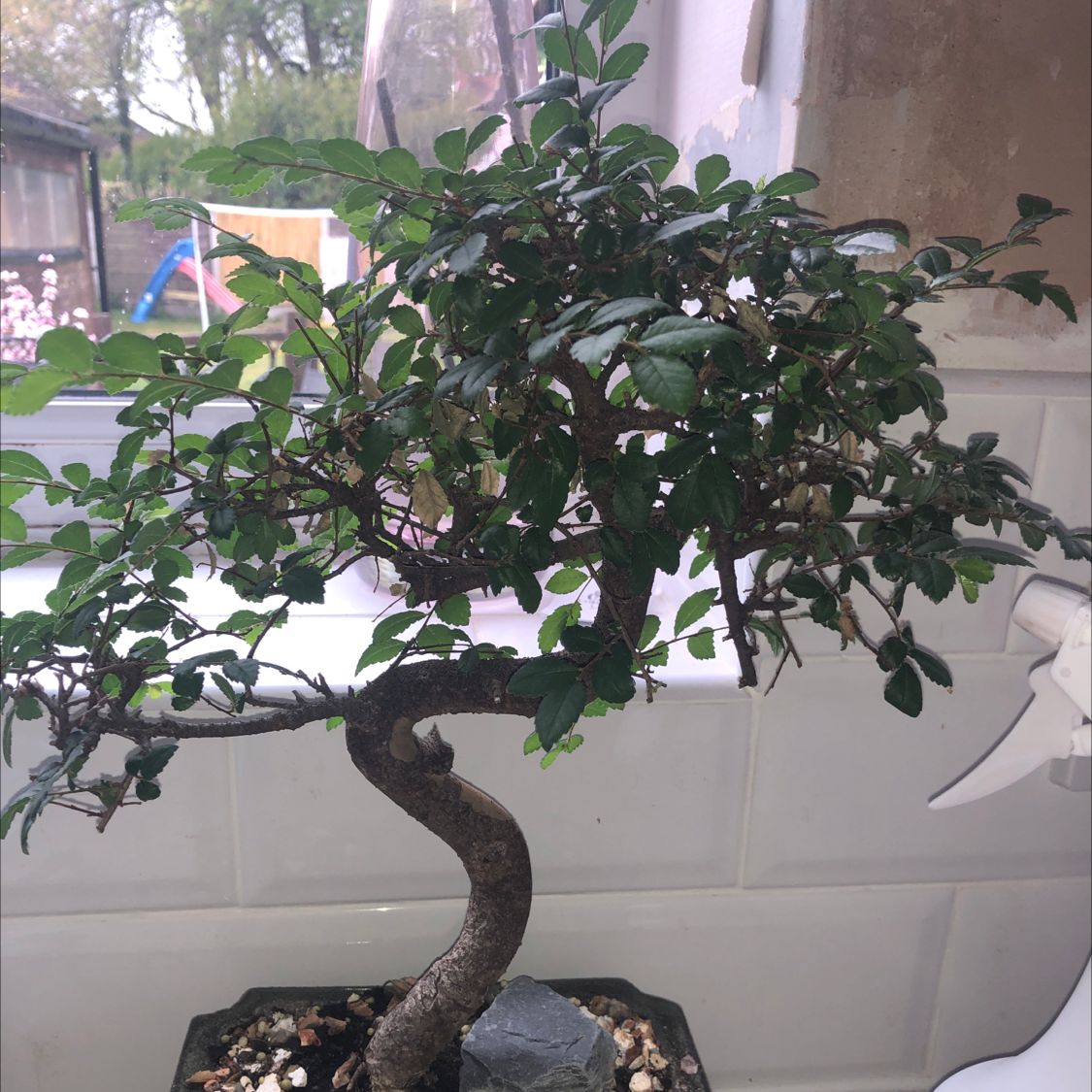 A healthy Chinese elm bonsai tree in a white ceramic pot, with a thick twisting trunk and dense green foliage.