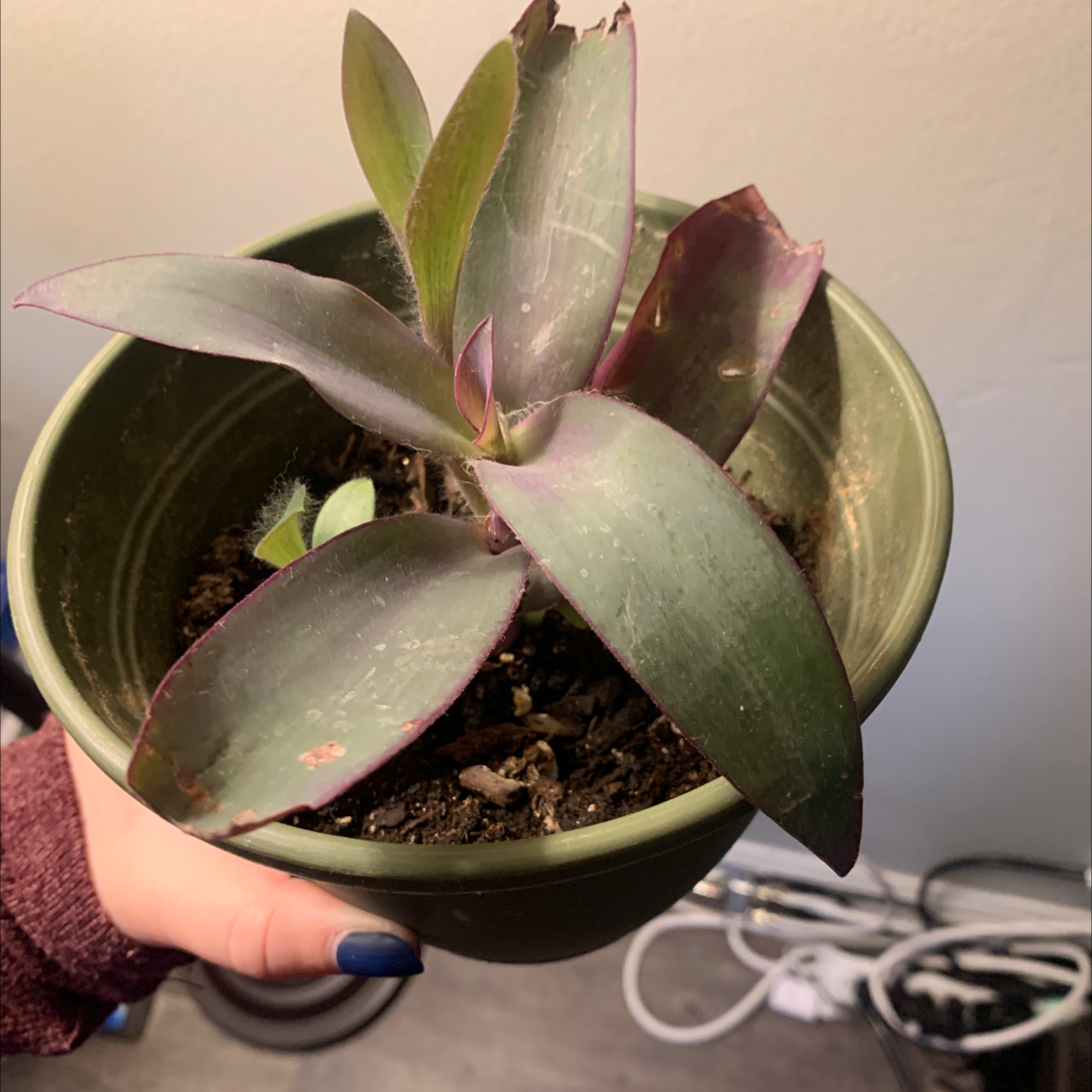 Healthy potted Purple Heart plant with elongated purple and green leaves, held in a hand to show scale.