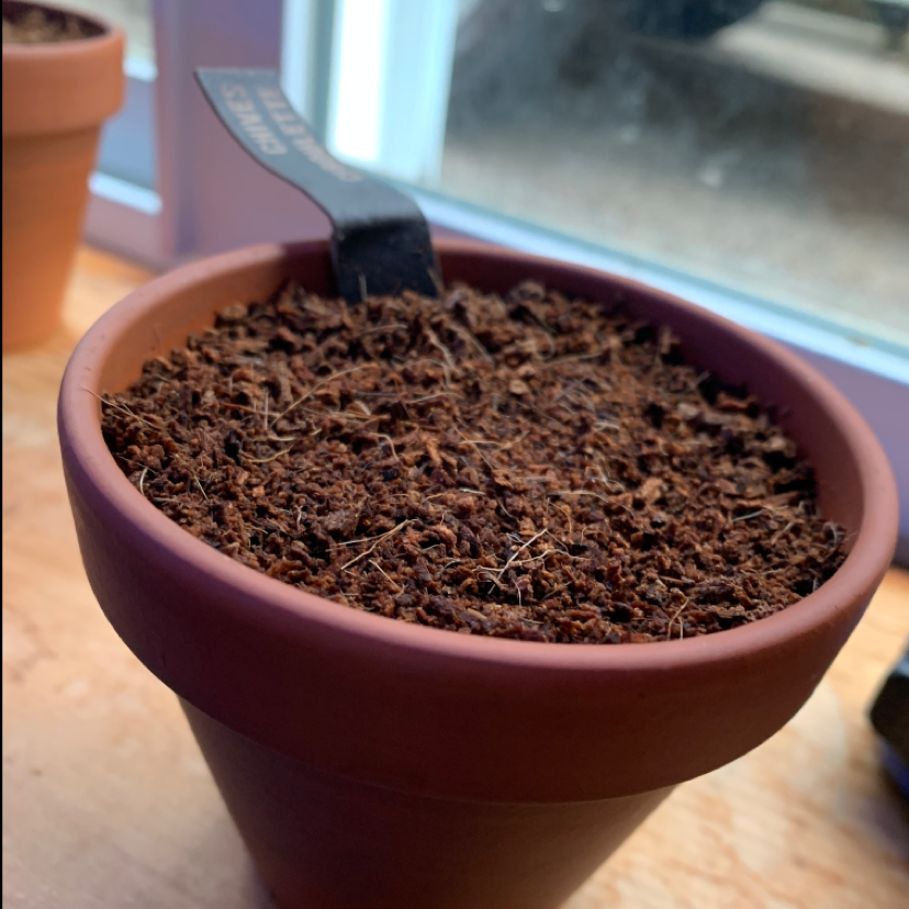Potted plant labeled Wild Chives with visible soil but no visible plant parts.