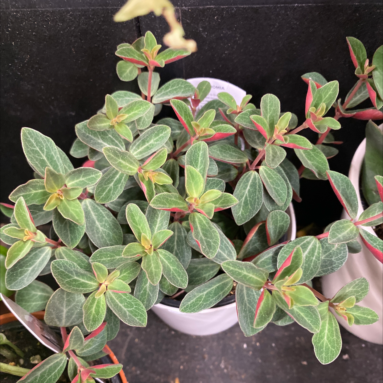 Peperomia Red Log plant with healthy green leaves and red stems in a white pot.