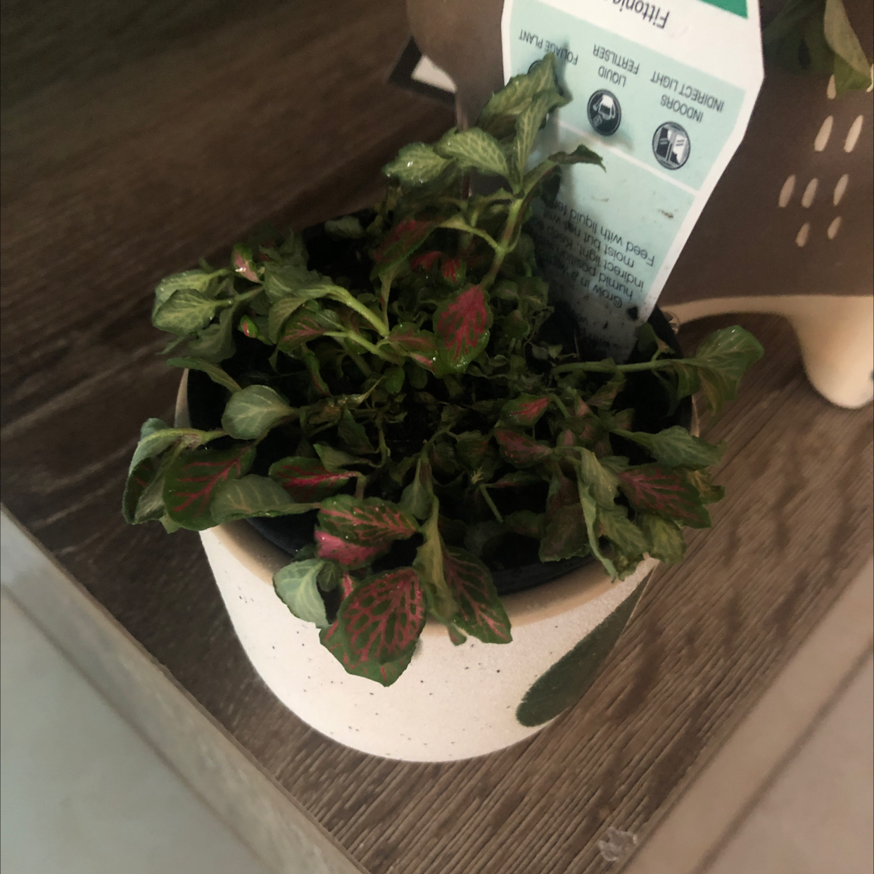 Healthy potted Herbst's Bloodleaf plant with vibrant red and green leaves, in a ceramic pot on a wooden surface.