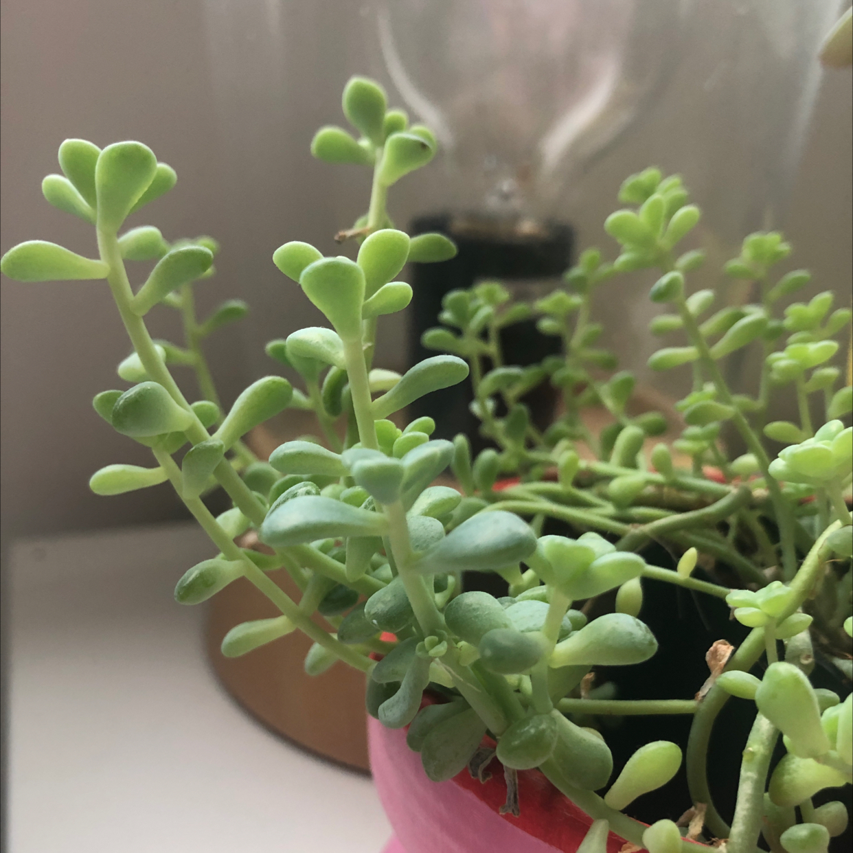 Healthy Corsican Stonecrop succulent with small, fleshy leaves in focus.